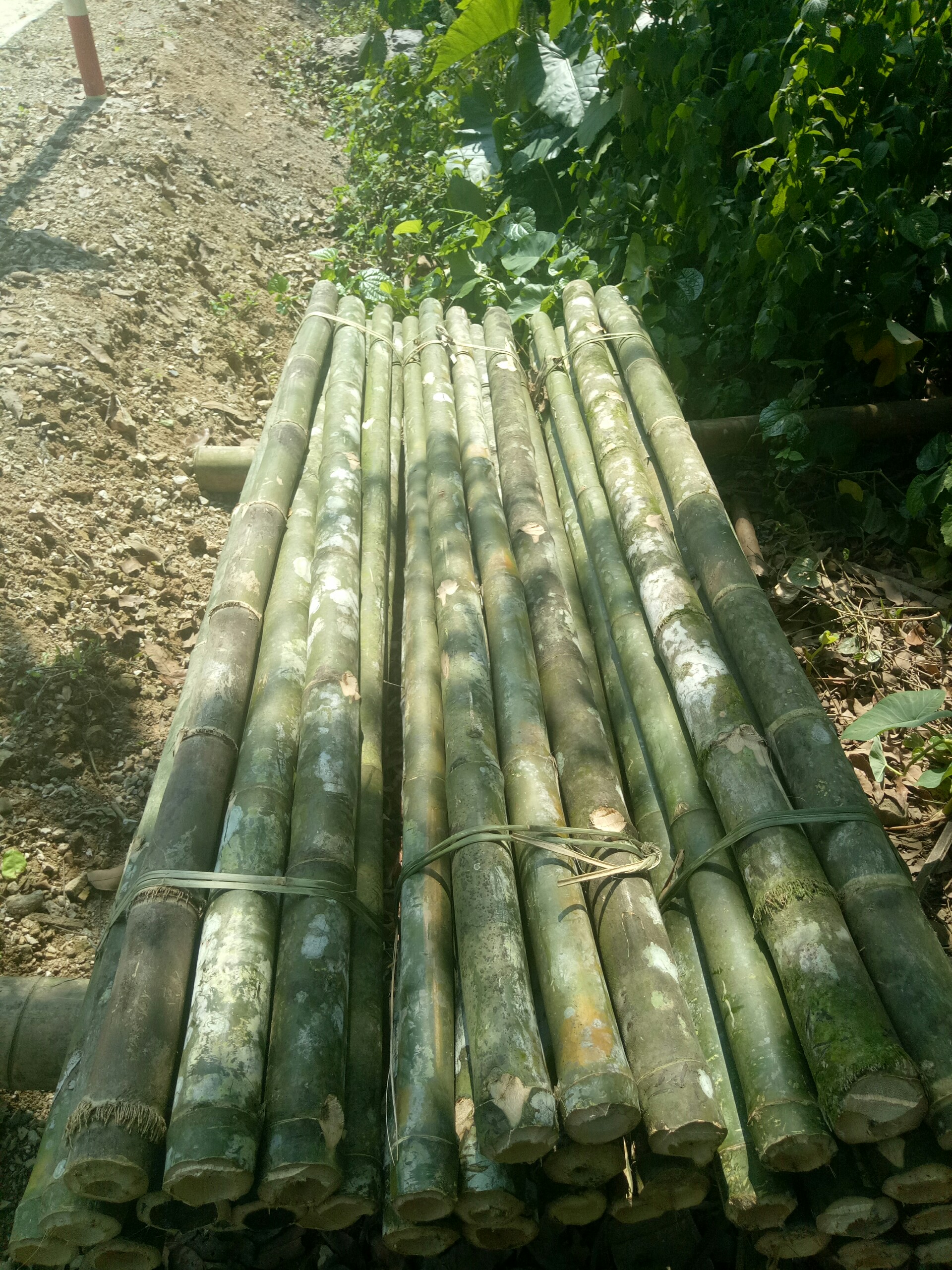 cọc tre xây dựng tại Hội An